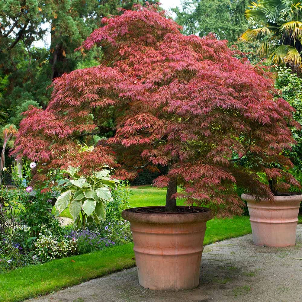 Red Dragon Japanese Maple Tree - Image 2