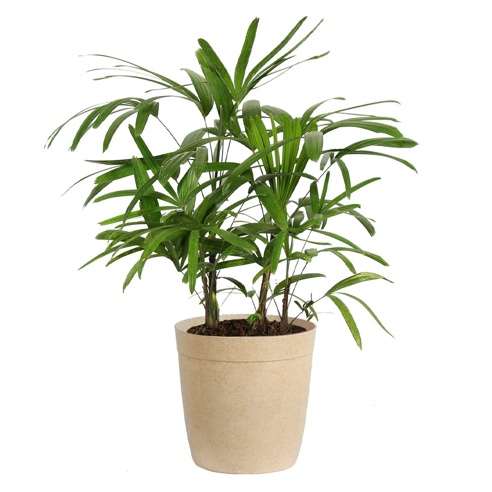 Lady Palm Tree - Image 9