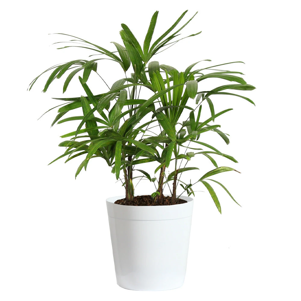 Lady Palm Tree - Image 8