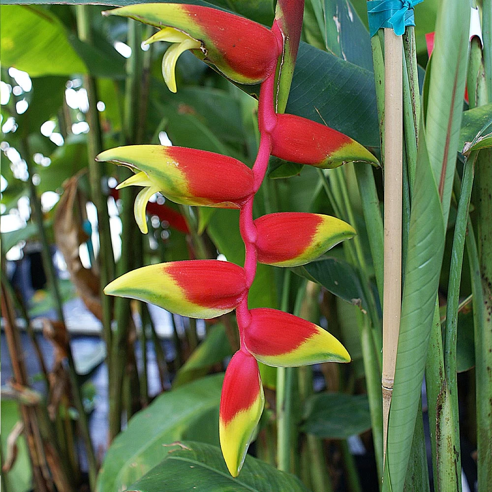 Lobster Claw Plant - Image 3