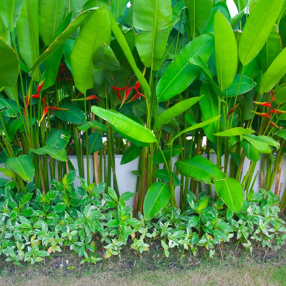 Lobster Claw Plant - Image 5