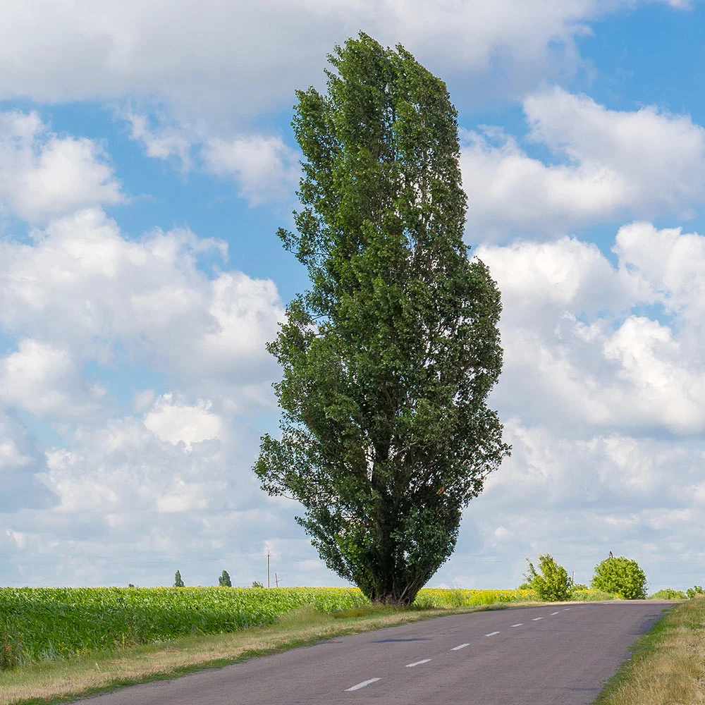 Lombardy Poplar Tree - Image 6