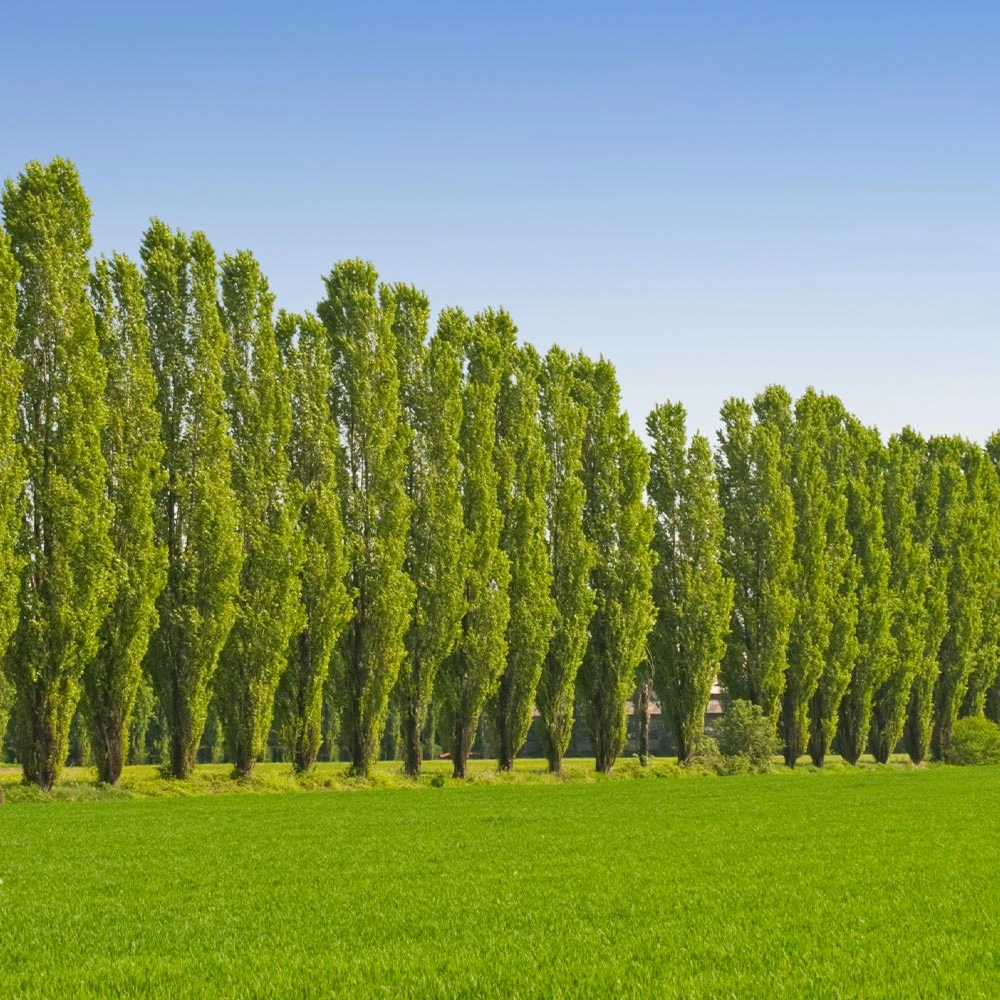Lombardy Poplar Tree - Image 2