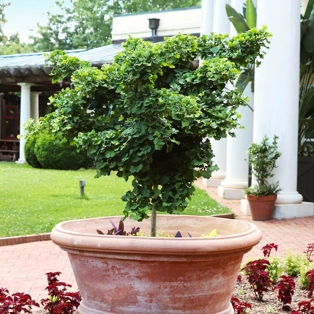 Ginkgo Biloba 'Mariken' Tree - Image 4