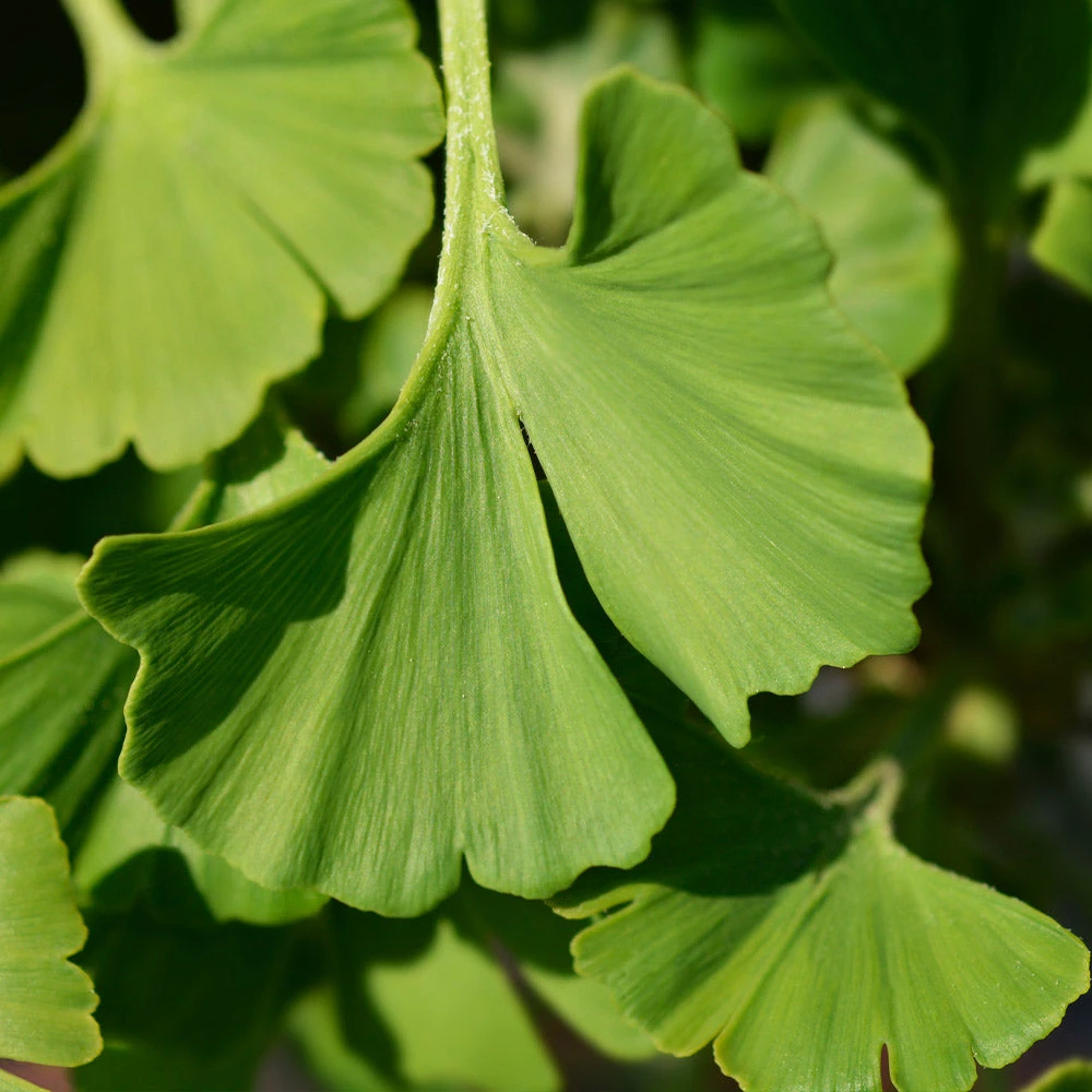 Ginkgo Biloba 'Mariken' Tree - Image 6