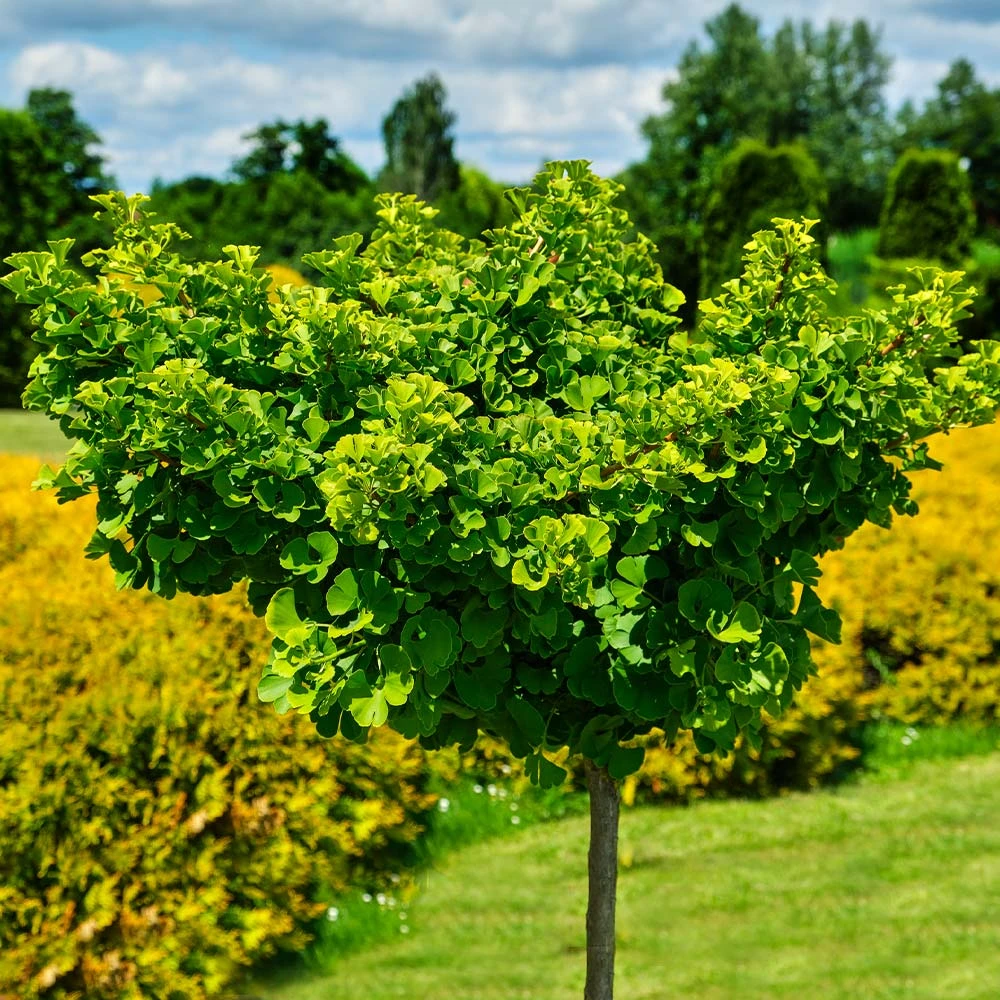 Ginkgo Biloba 'Mariken' Tree - Image 3