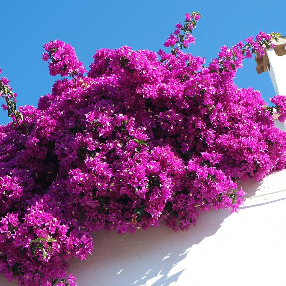 Majestic Purple Bougainvillea - Image 2