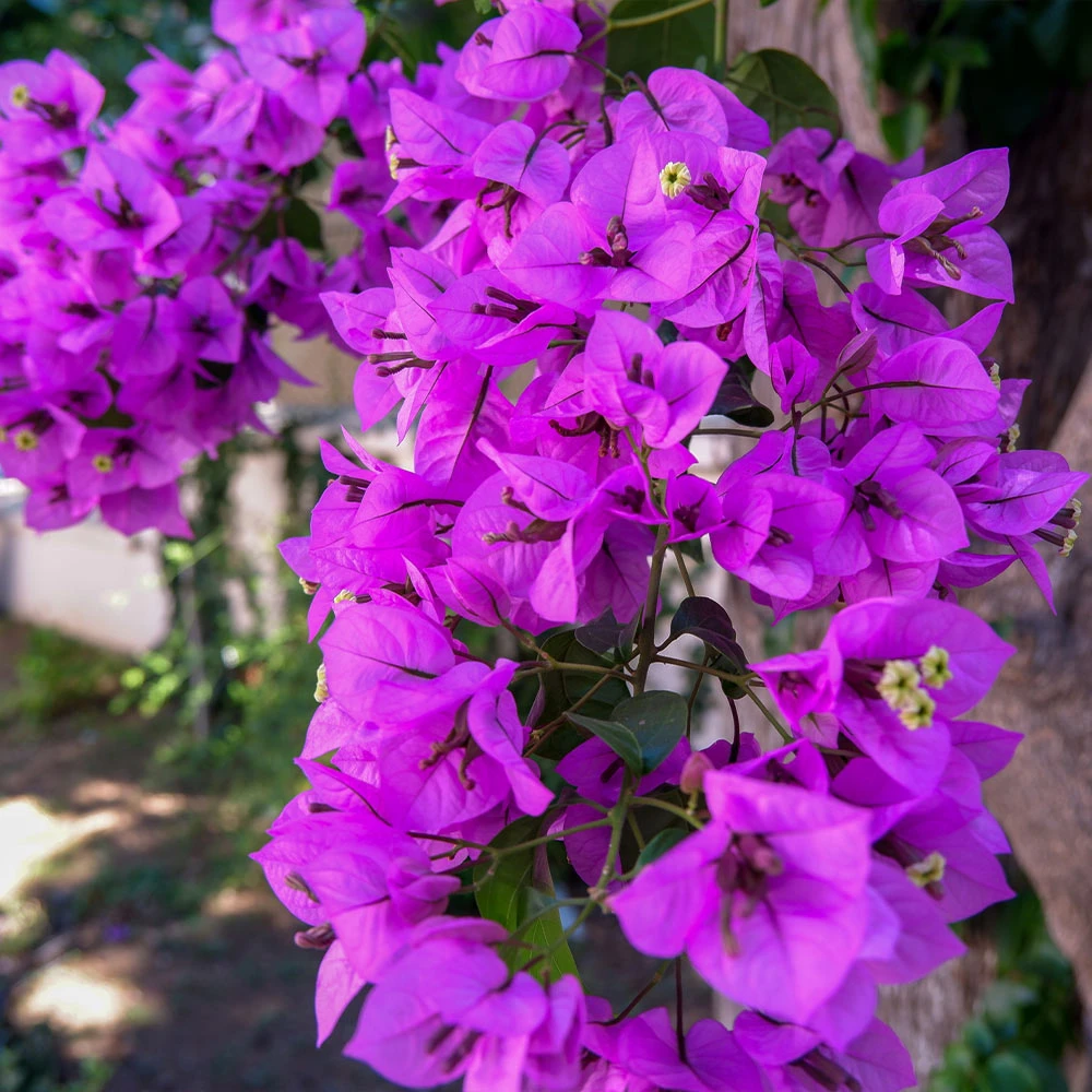 Majestic Purple Bougainvillea - Image 3
