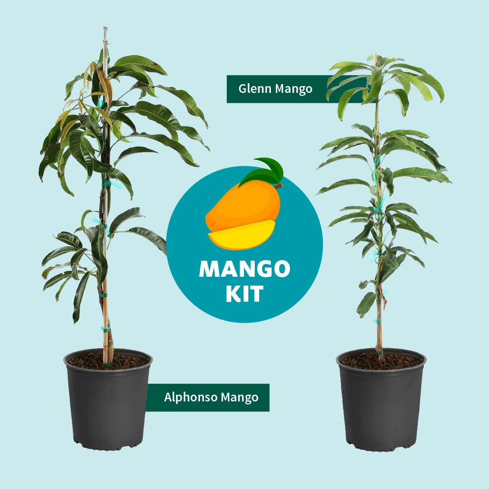 Alphonso Mango - Image 7