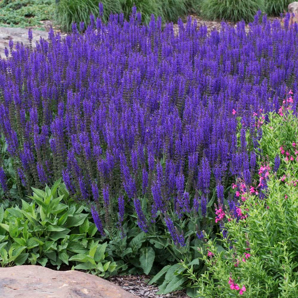 May Night Salvia - Image 4