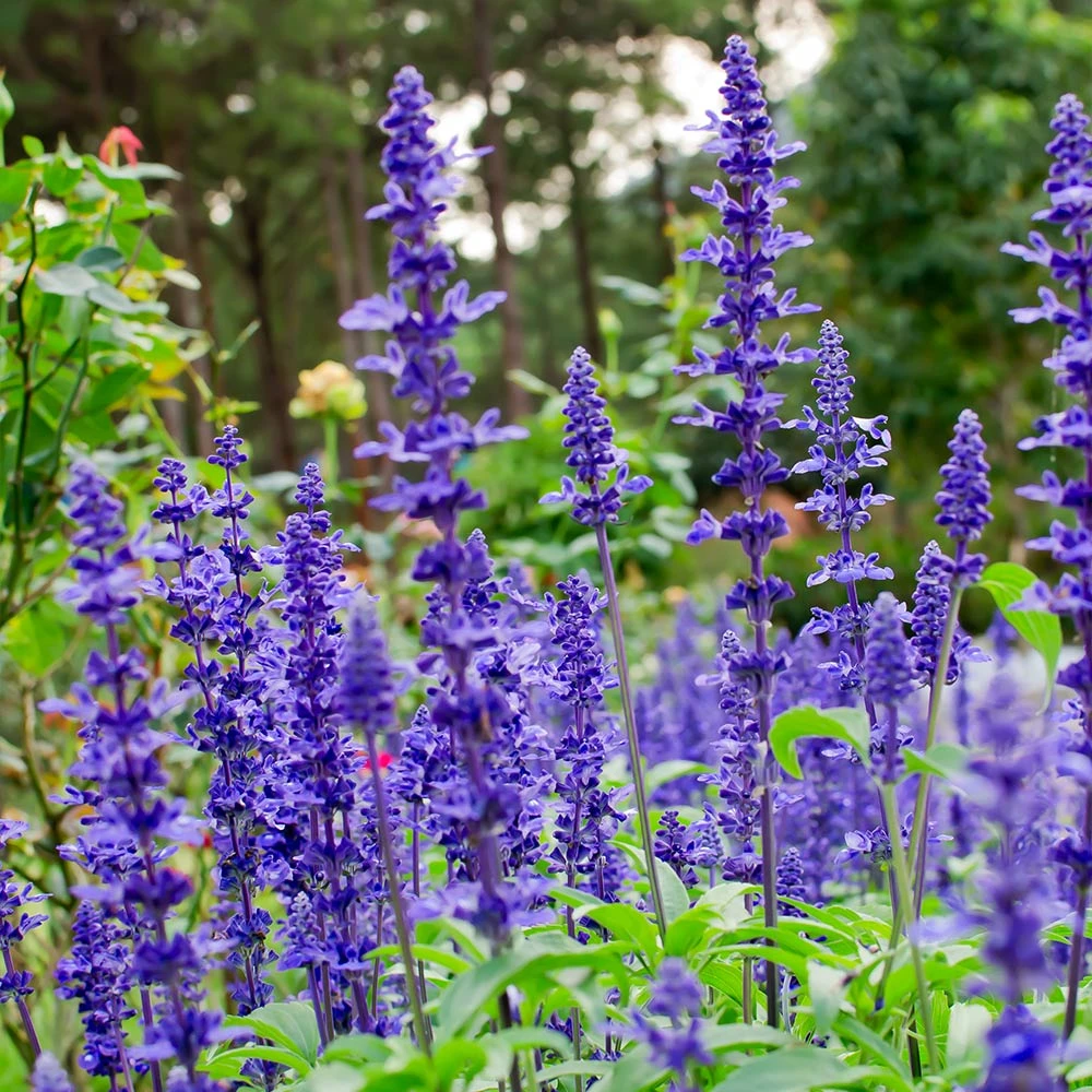 May Night Salvia - Image 3