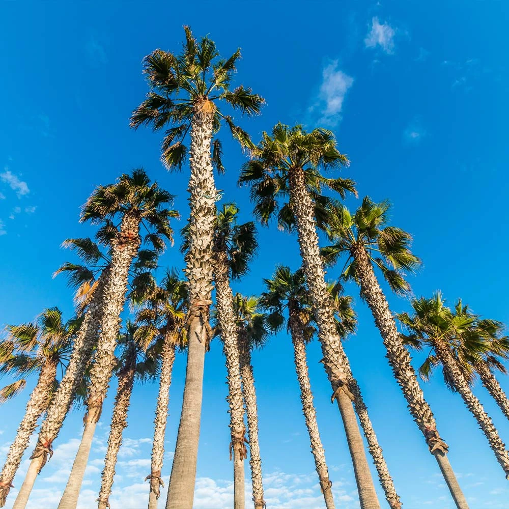 Mexican Fan Palm Tree - Image 5