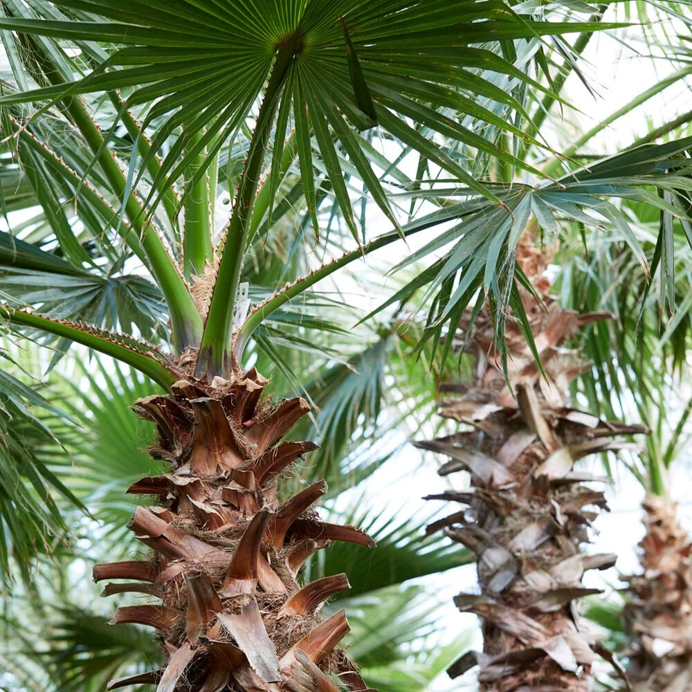 Mexican Fan Palm Tree - Image 6
