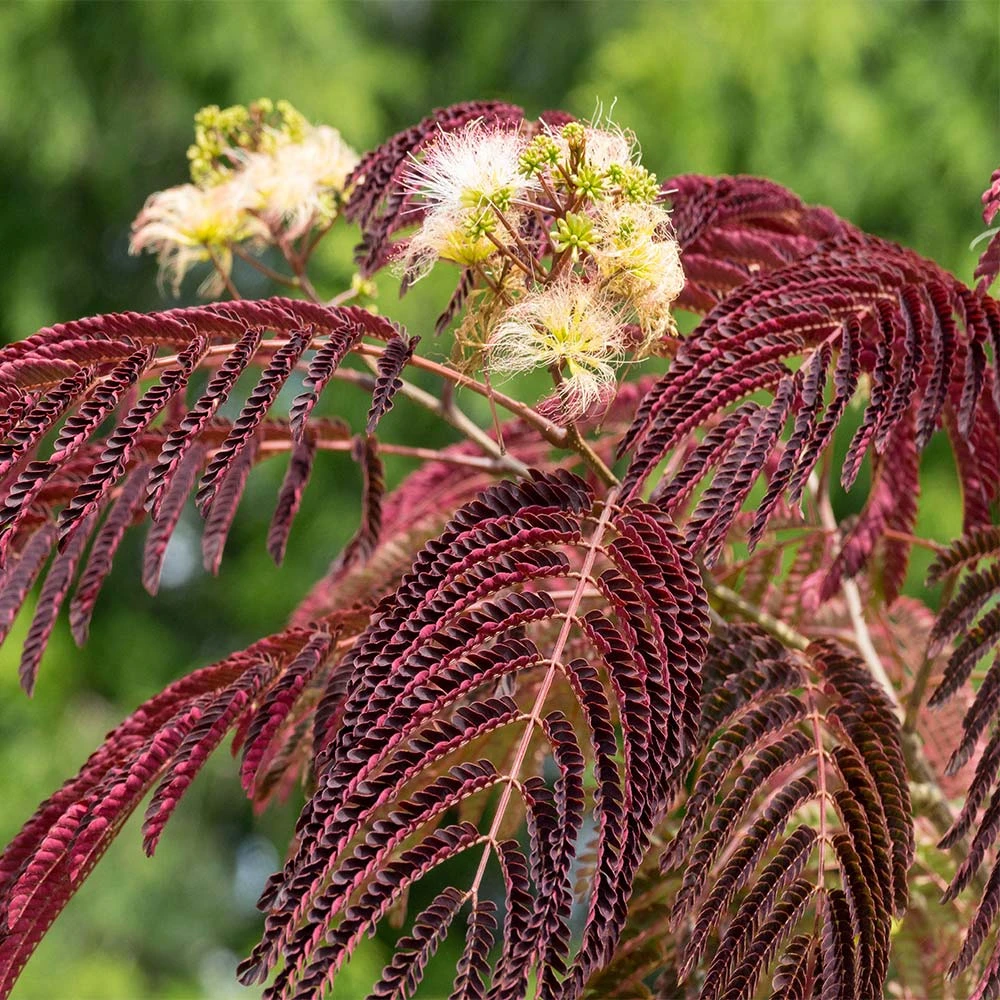Chocolate Fountain⢠Weeping Mimosa - Image 2