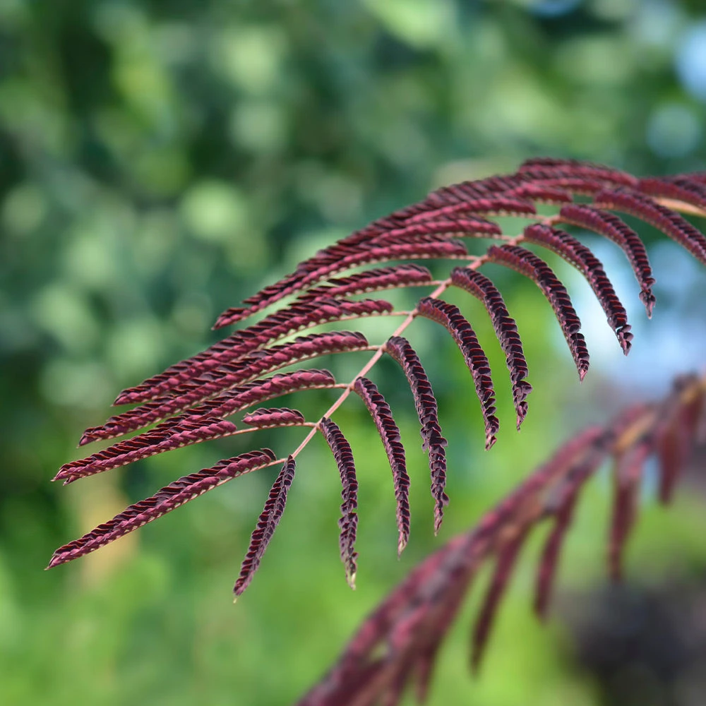 Chocolate Fountain⢠Weeping Mimosa - Image 3