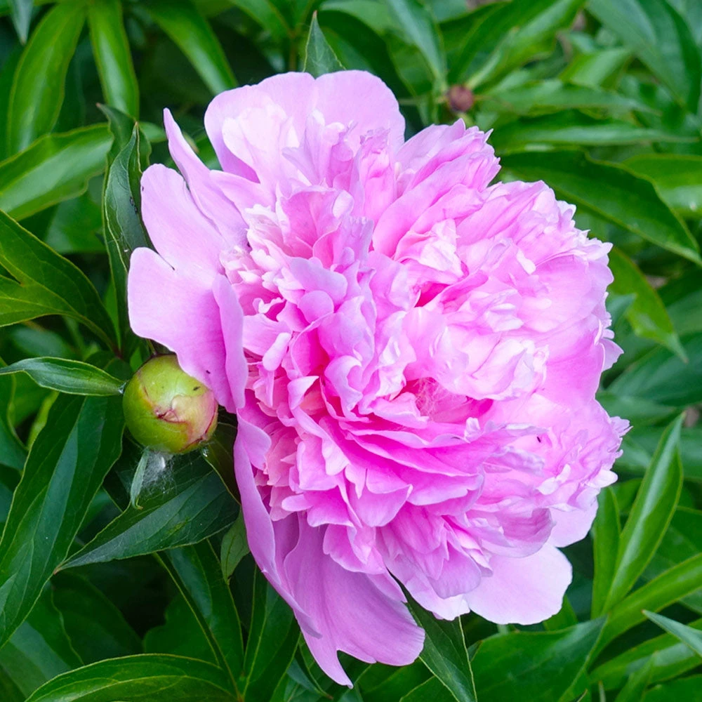 Mr. Ed Peony - Image 2