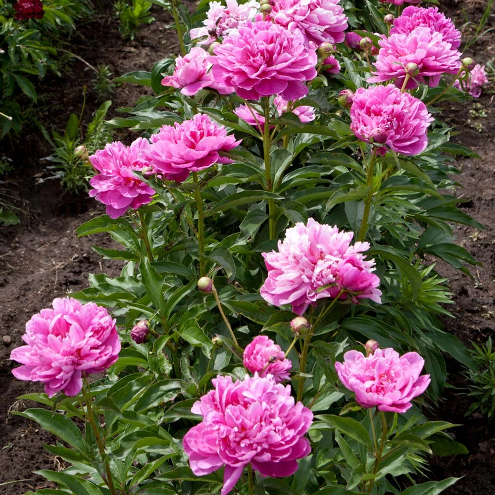Mr. Ed Peony - Image 3