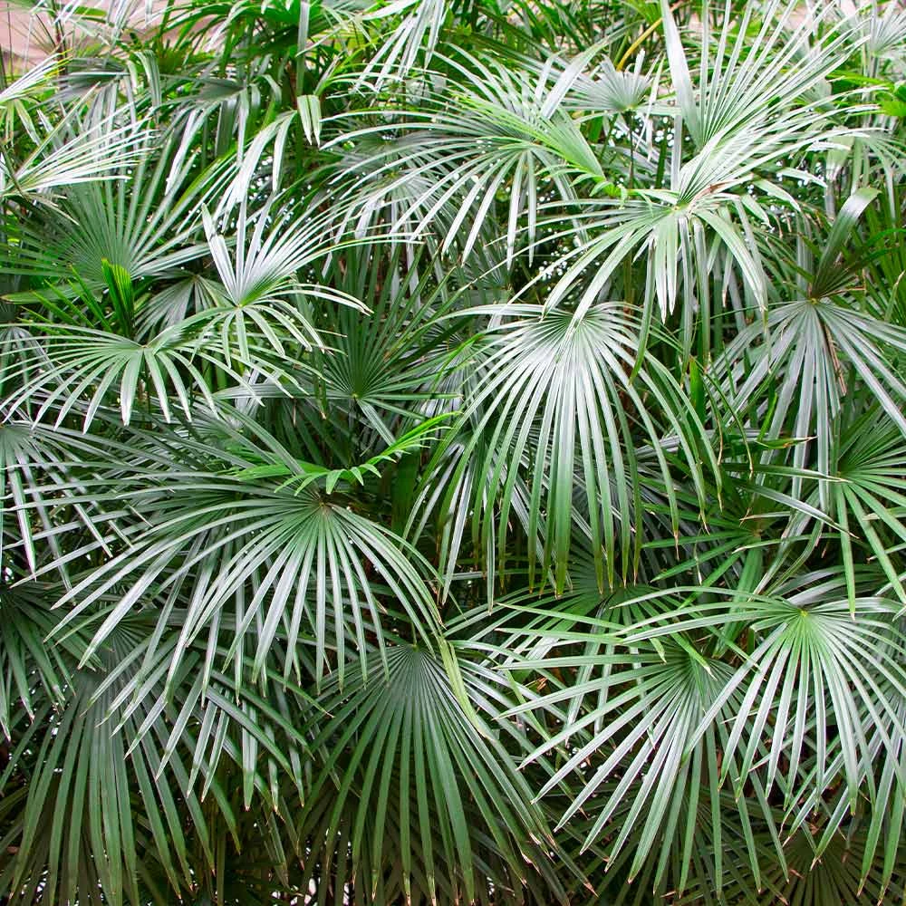 Needle Palm Tree - Image 2