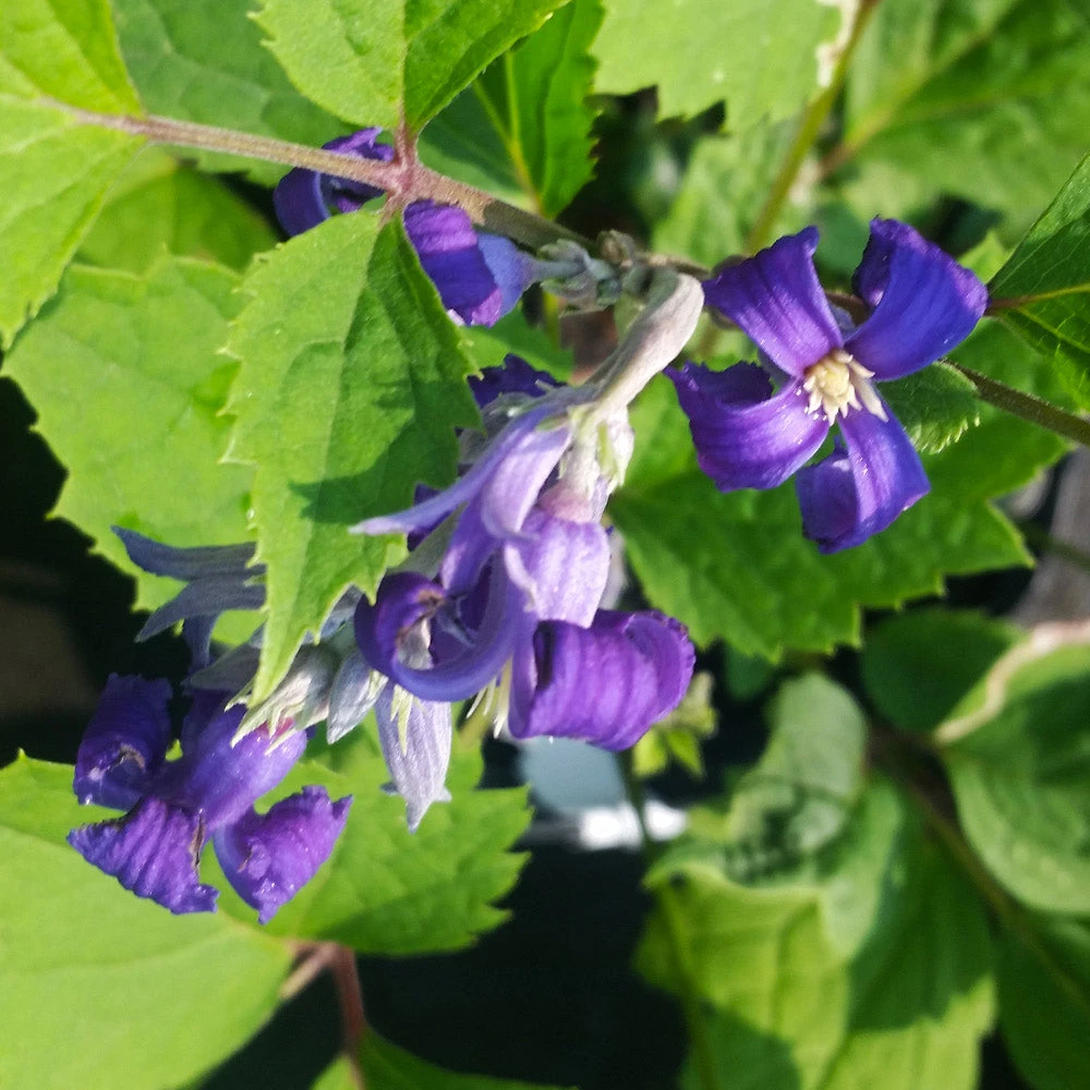 New Love Clematis Shrub - Image 6