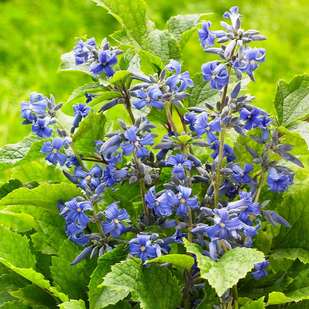 New Love Clematis Shrub - Image 4