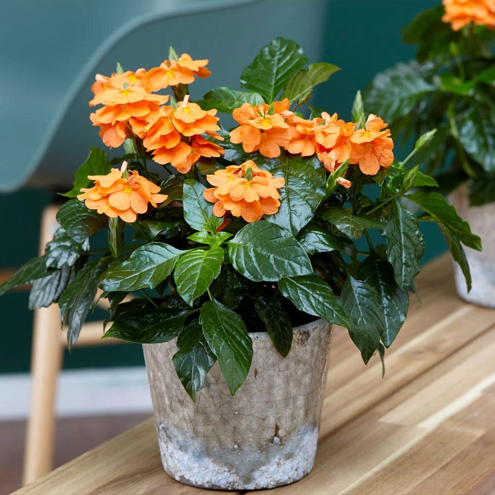 Orange Marmalade Crossandra Shrub - Image 4