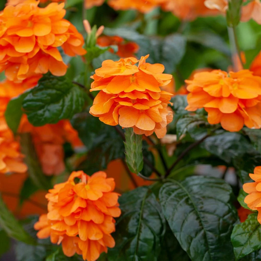 Orange Marmalade Crossandra Shrub - Image 2