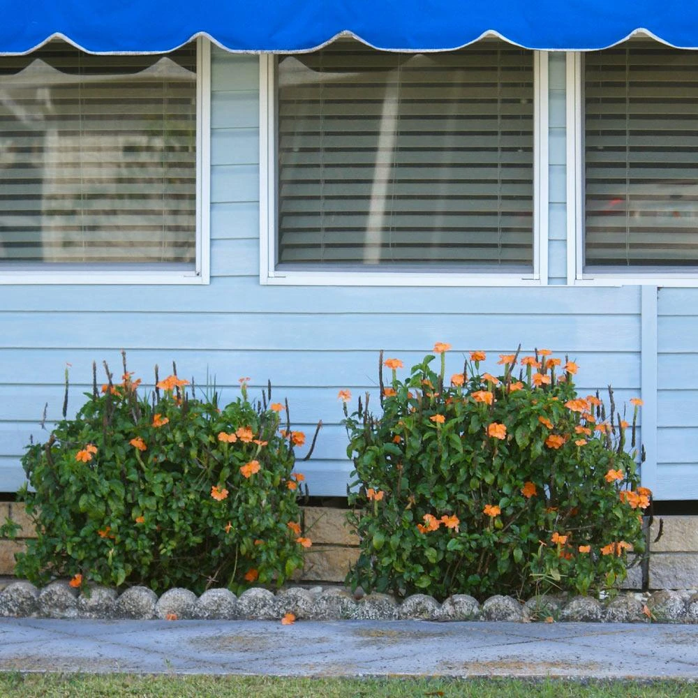 Orange Marmalade Crossandra Shrub - Image 3