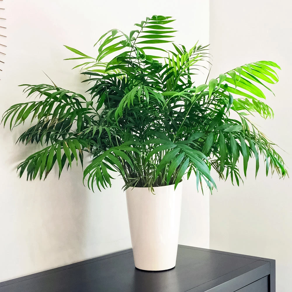 Air-Purifying House Plant Kit - Image 3