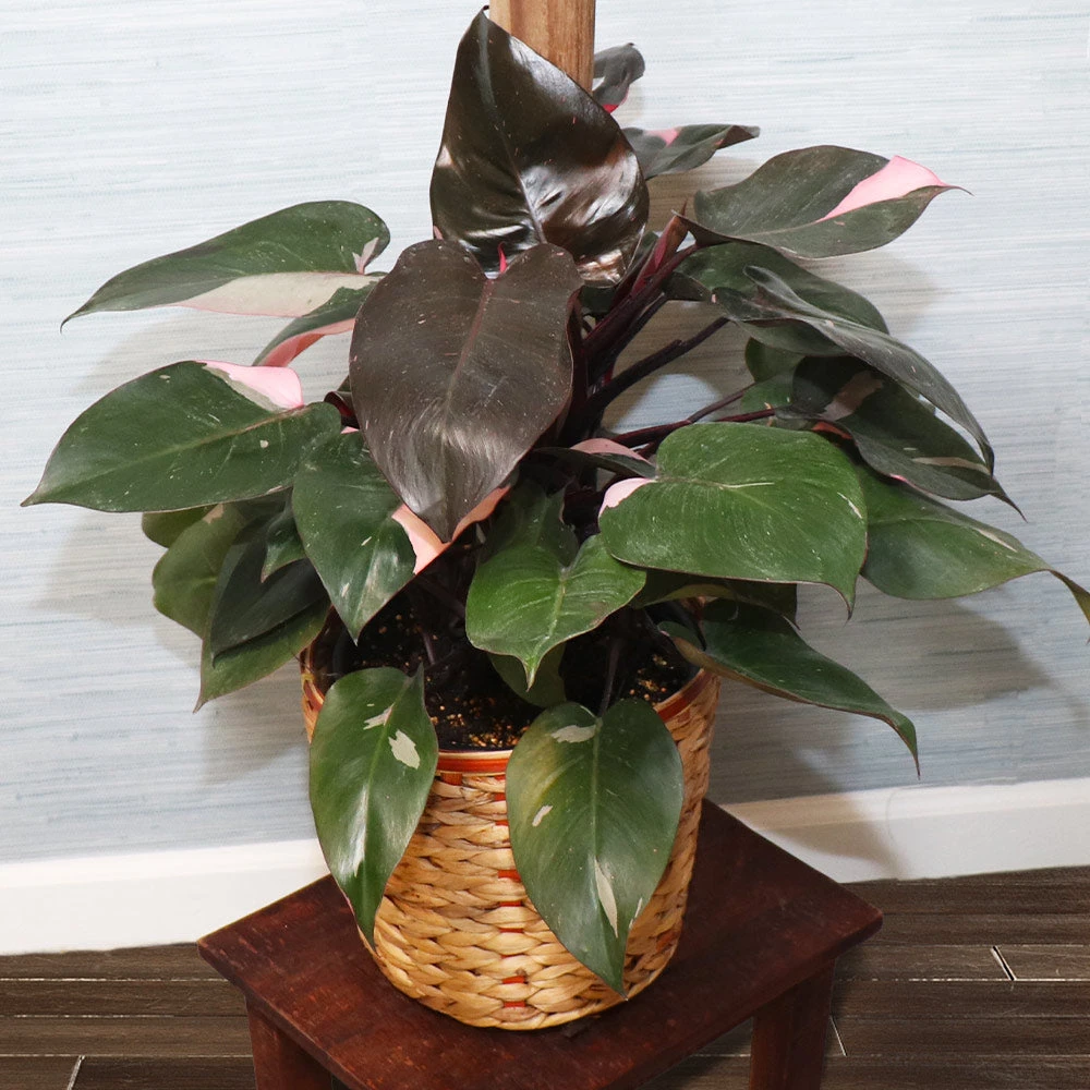 Pink Princess Philodendron - Image 2