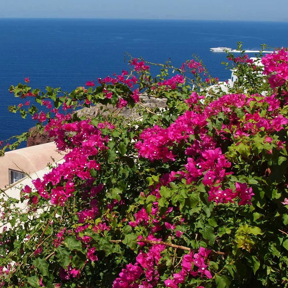 Pink Pixie Bougainvillea - Image 3
