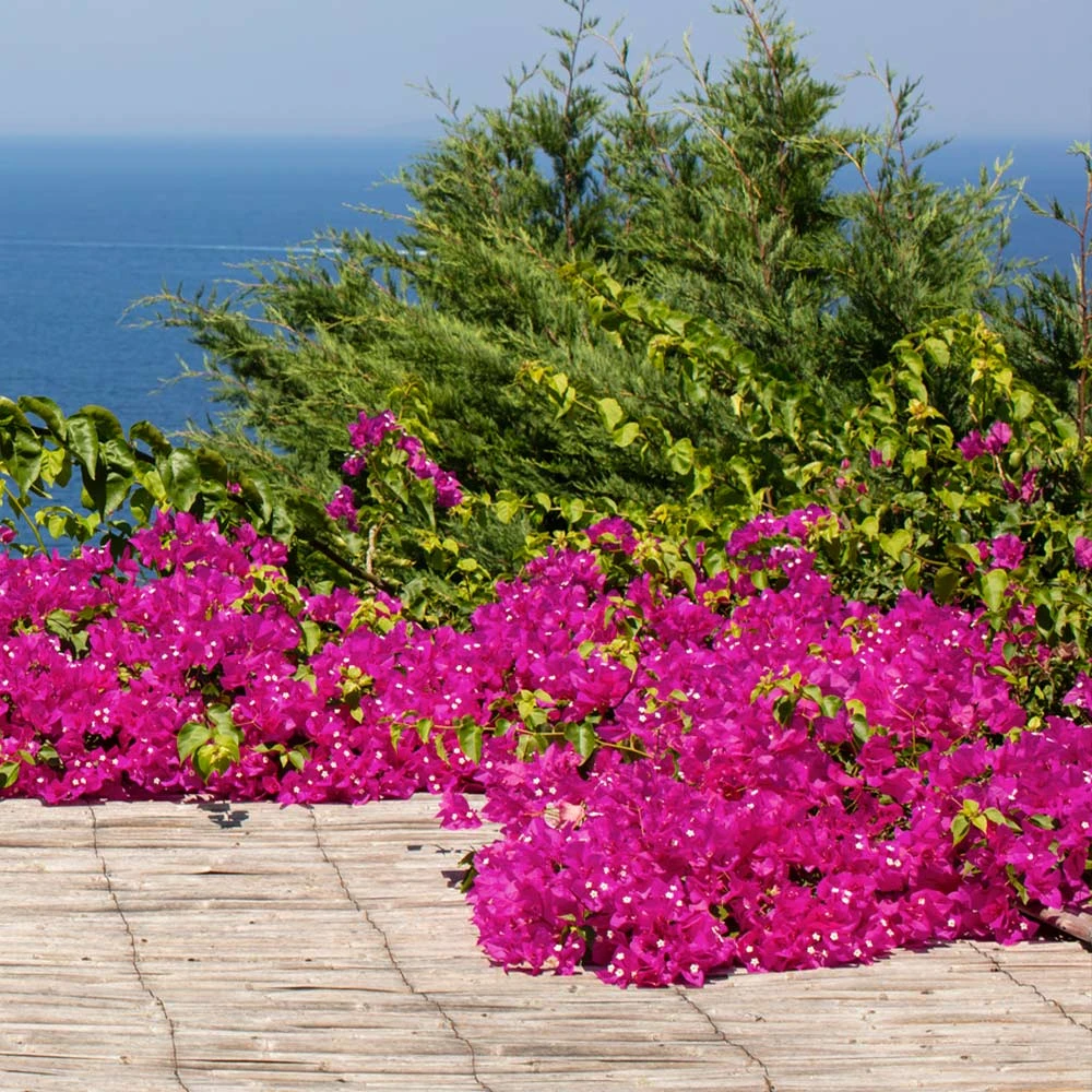 Pink Pixie Bougainvillea - Image 2