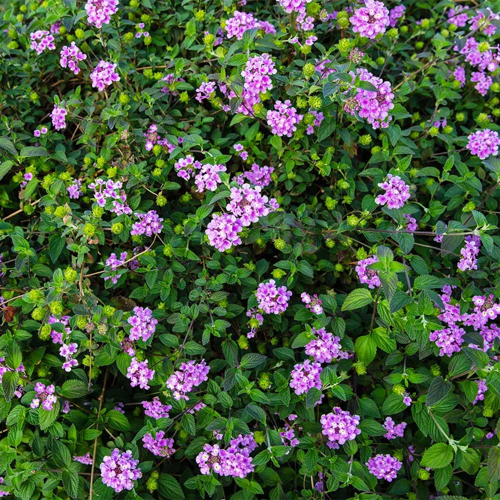 Purple Lantana - Image 4