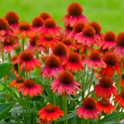 SombreroÂŽ Salsa Red Coneflower