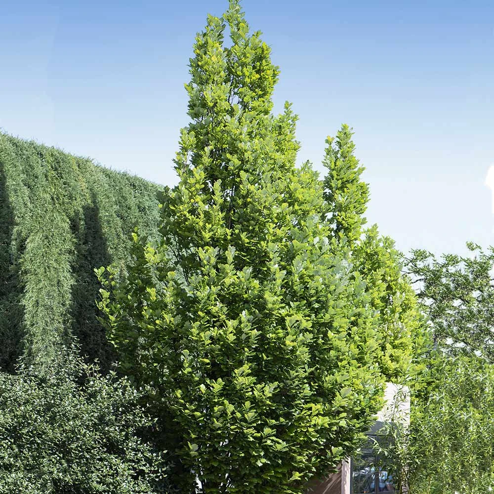 Regal Prince Oak Tree - Image 3