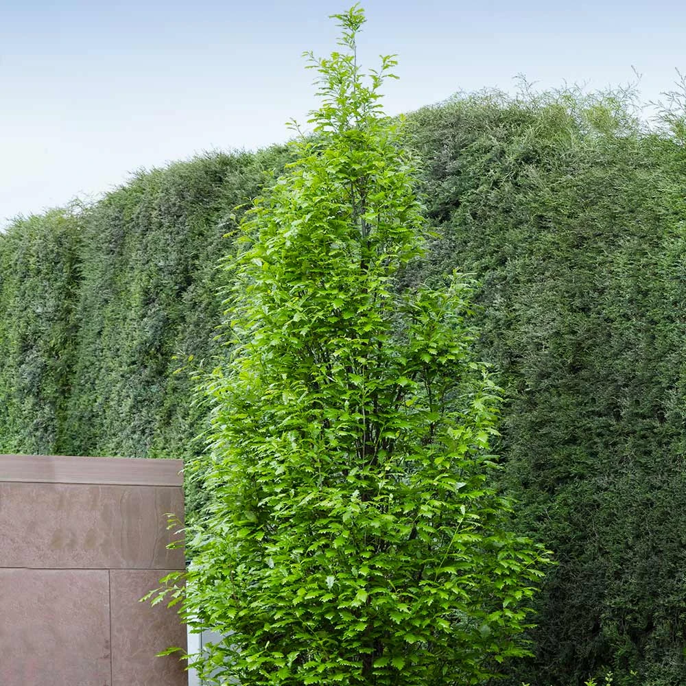 Regal Prince Oak Tree - Image 4