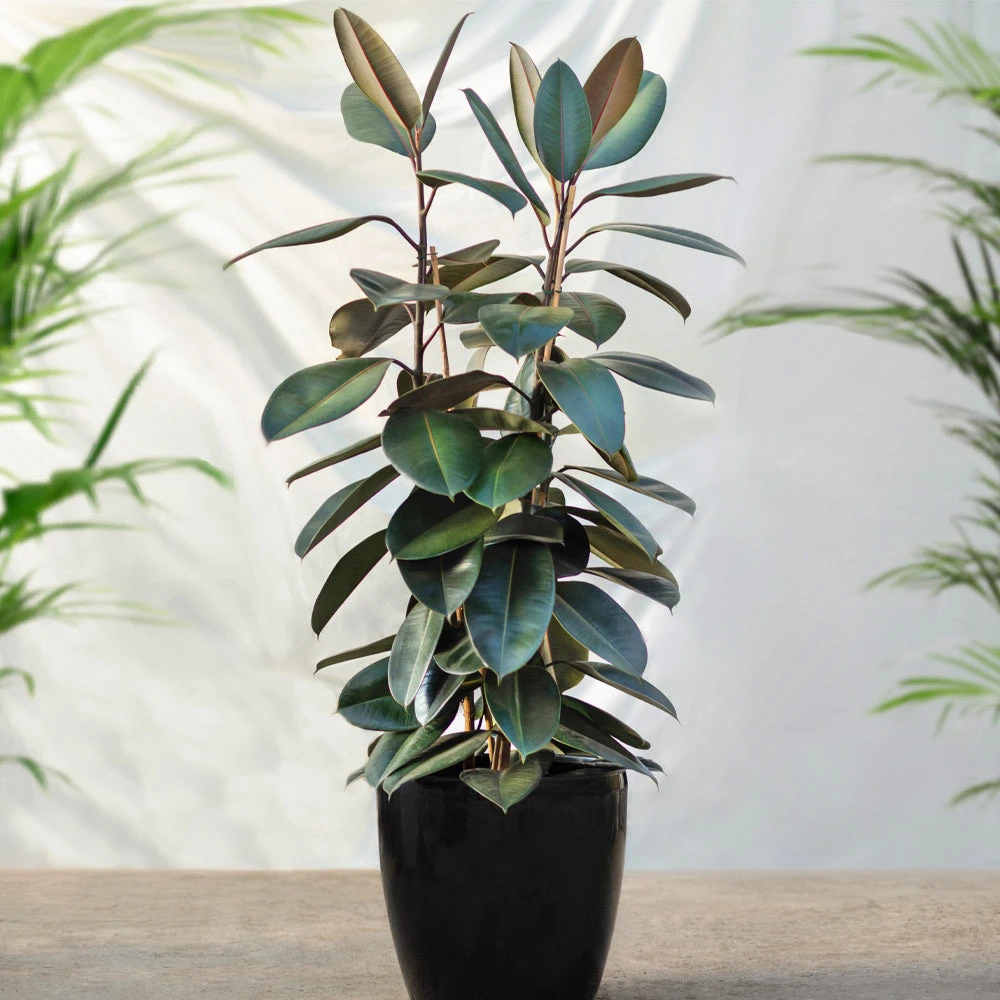 Air-Purifying House Plant Kit - Image 4