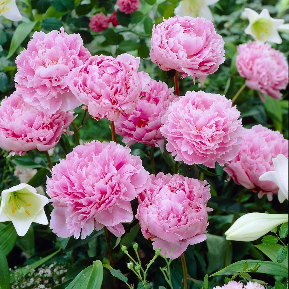 Sarah Bernhardt Peony - Image 2
