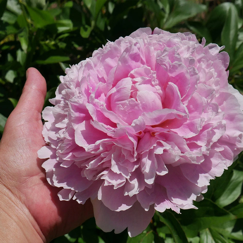 Sarah Bernhardt Peony - Image 4