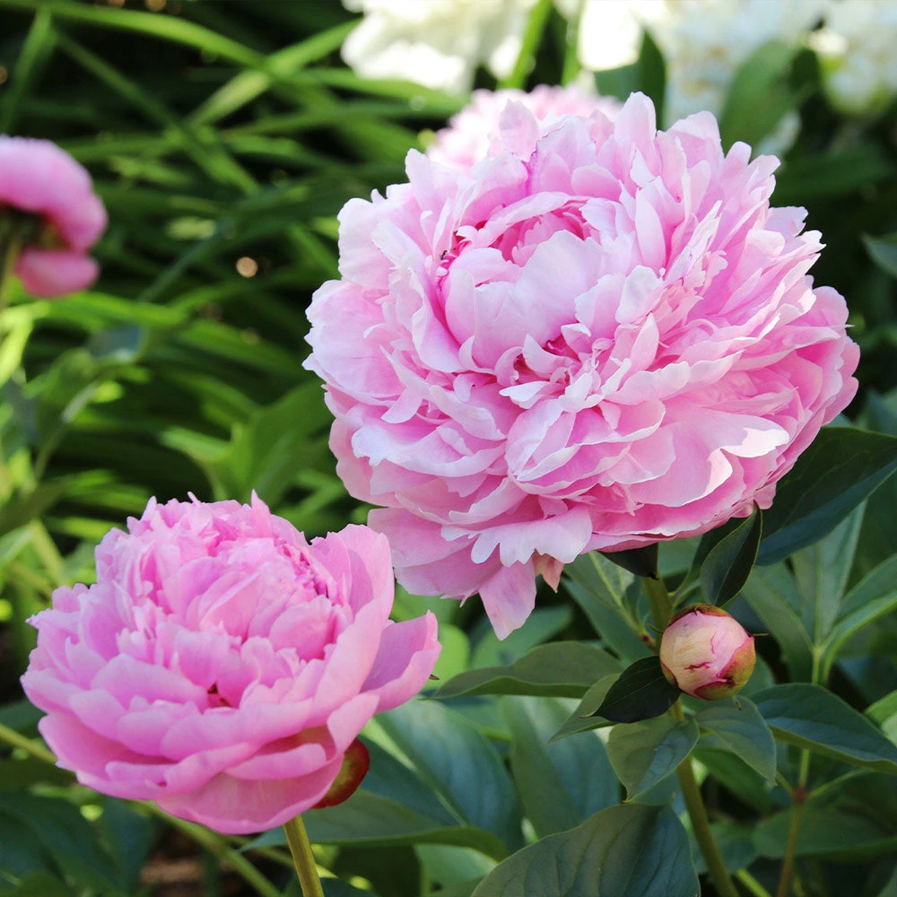 Sarah Bernhardt Peony - Image 3