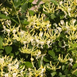 'Scentsation' Honeysuckle Vine
