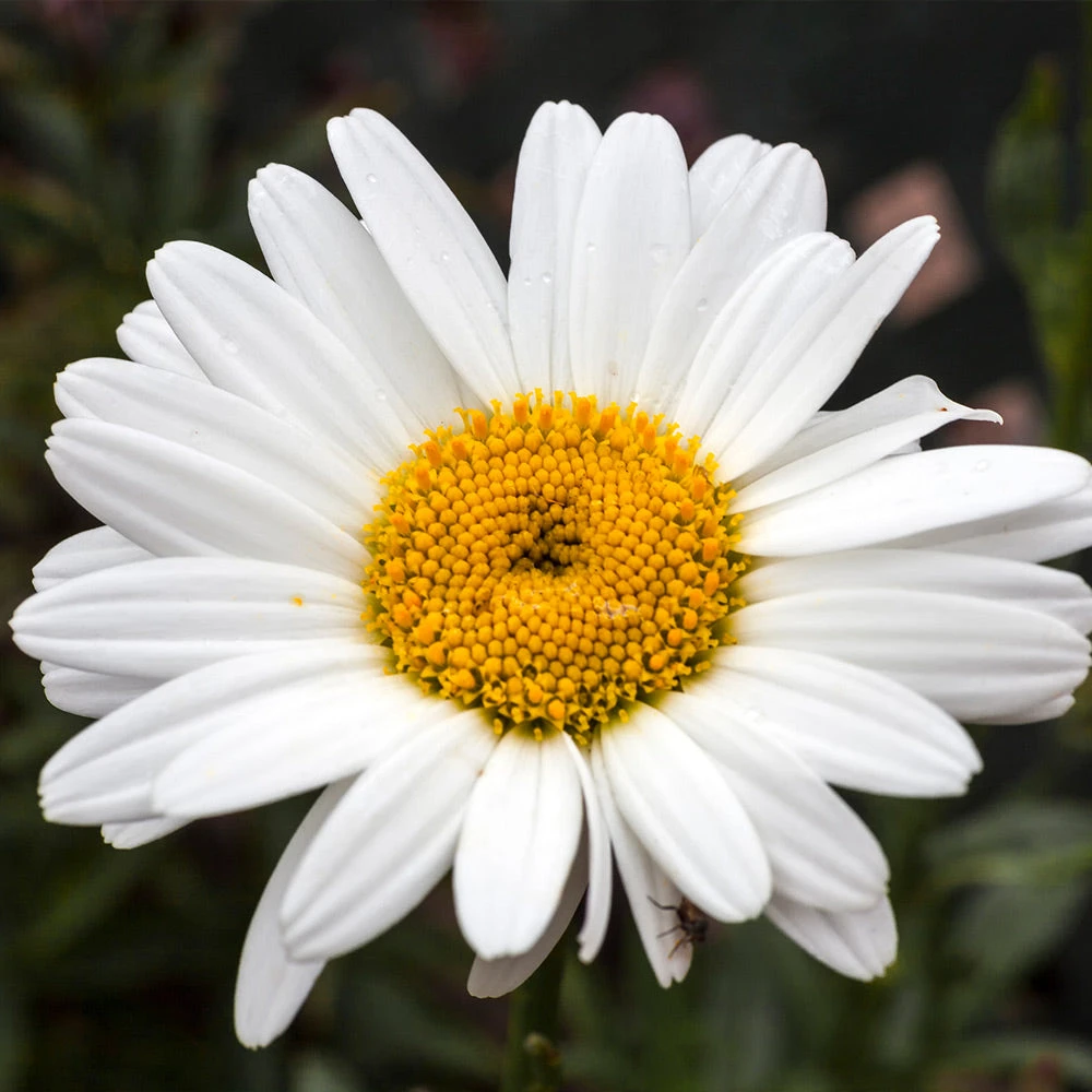 Becky Shasta Daisy - Image 3