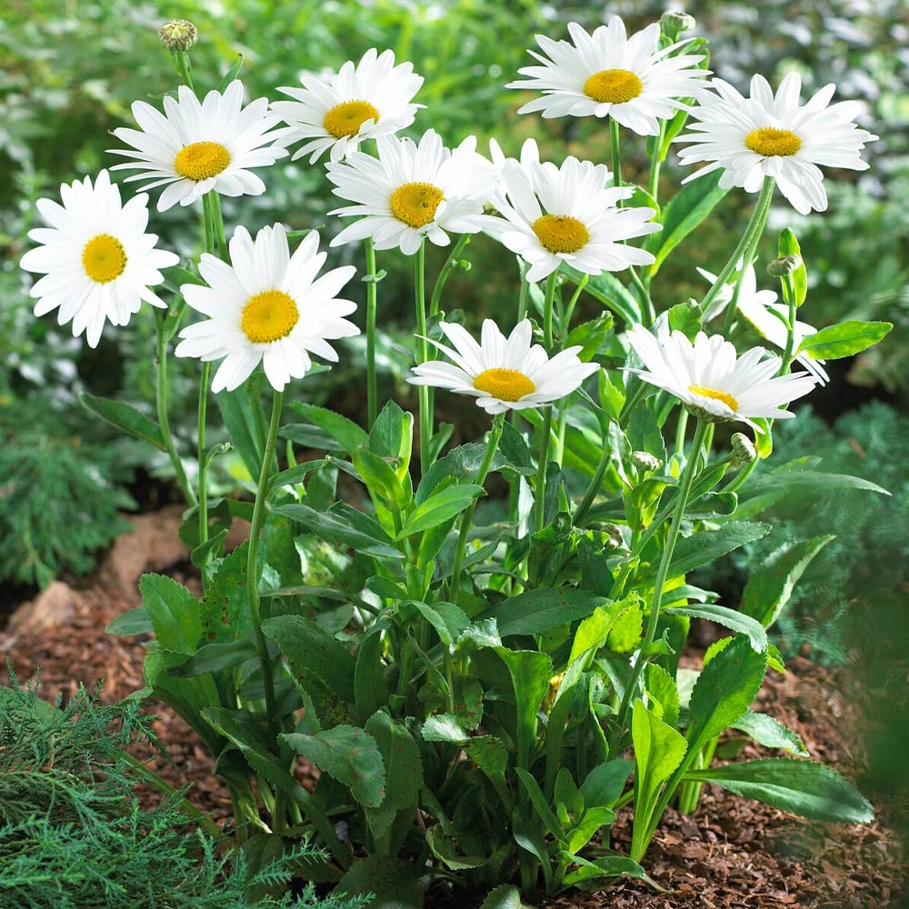 Becky Shasta Daisy - Image 2