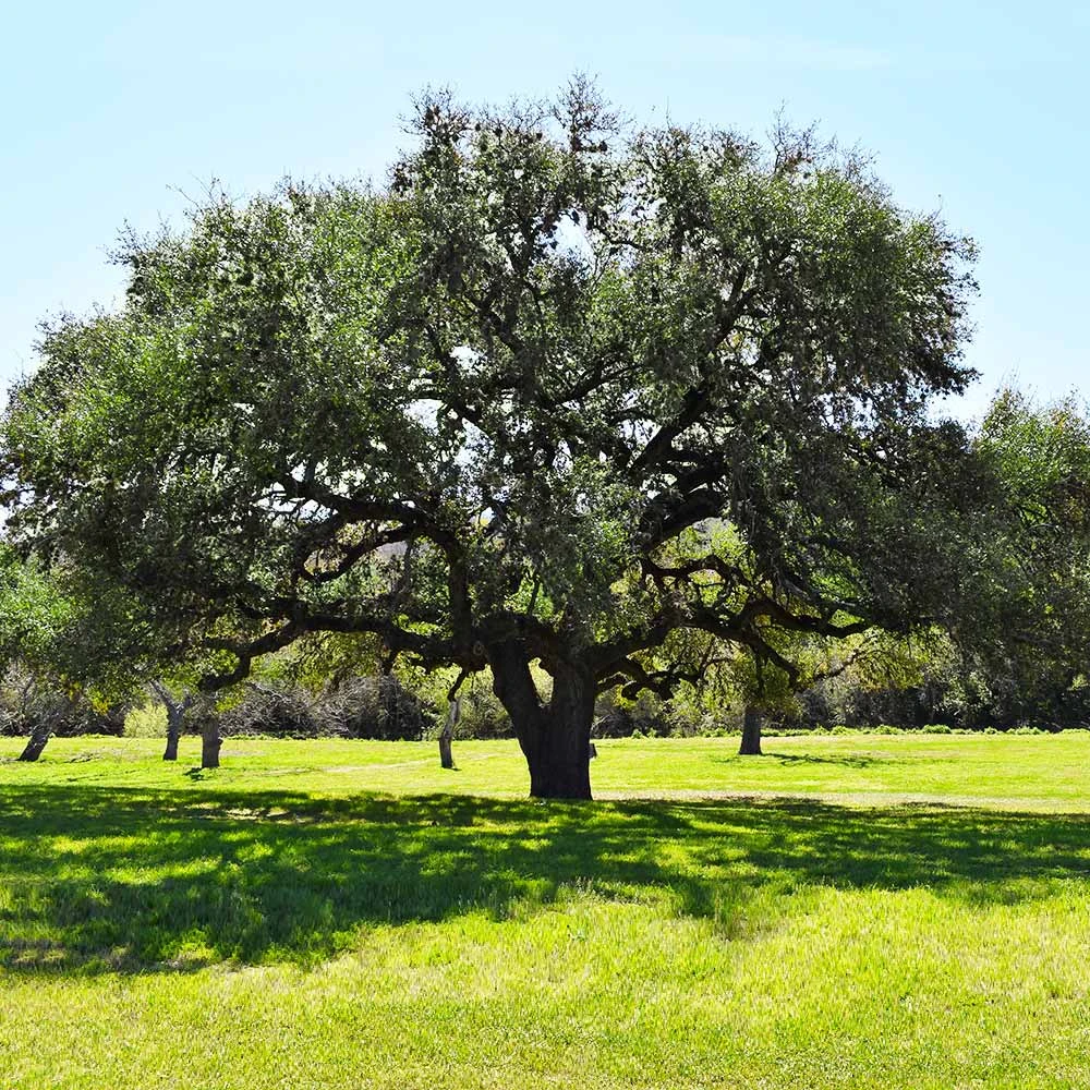Live Oak Tree - Image 3