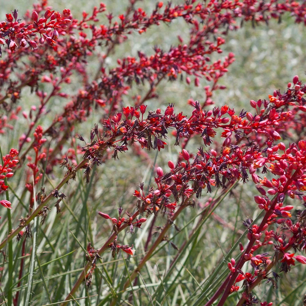 Dwarf Red Yucca Stoplights - Image 4