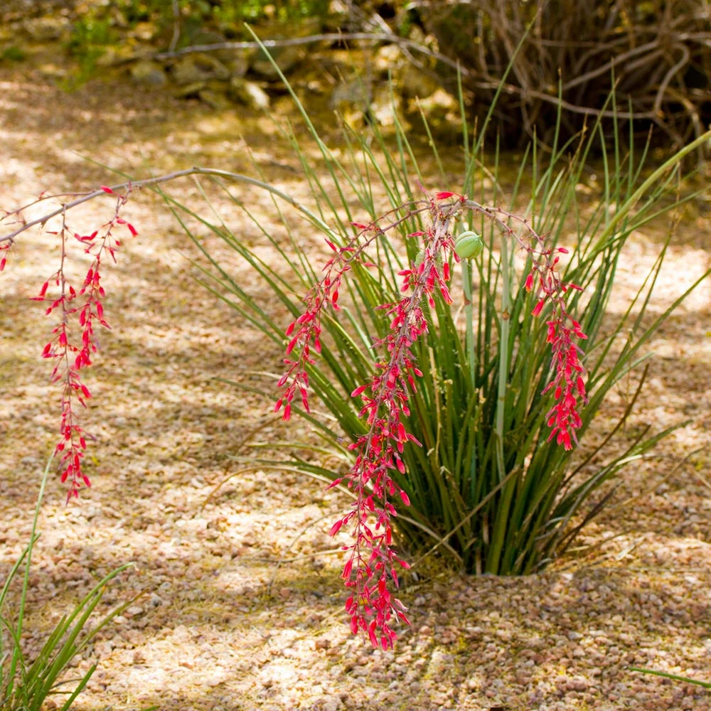 Dwarf Red Yucca Stoplights - Image 3