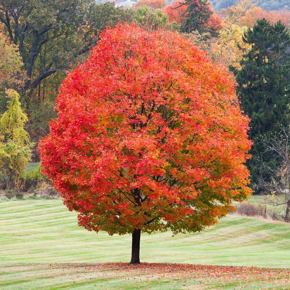 Sugar Maple Tree - Image 2