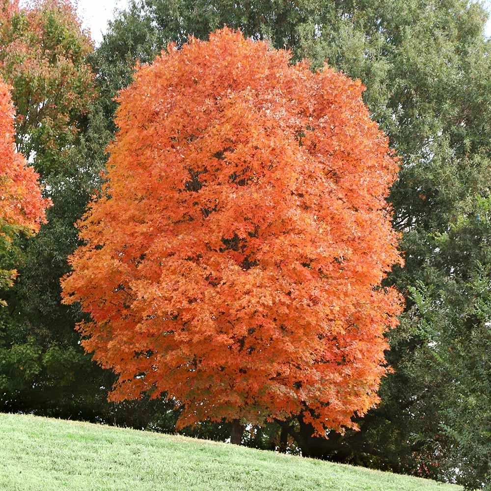 Sugar Maple Tree - Image 6