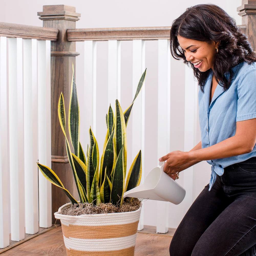 Air-Purifying House Plant Kit - Image 7