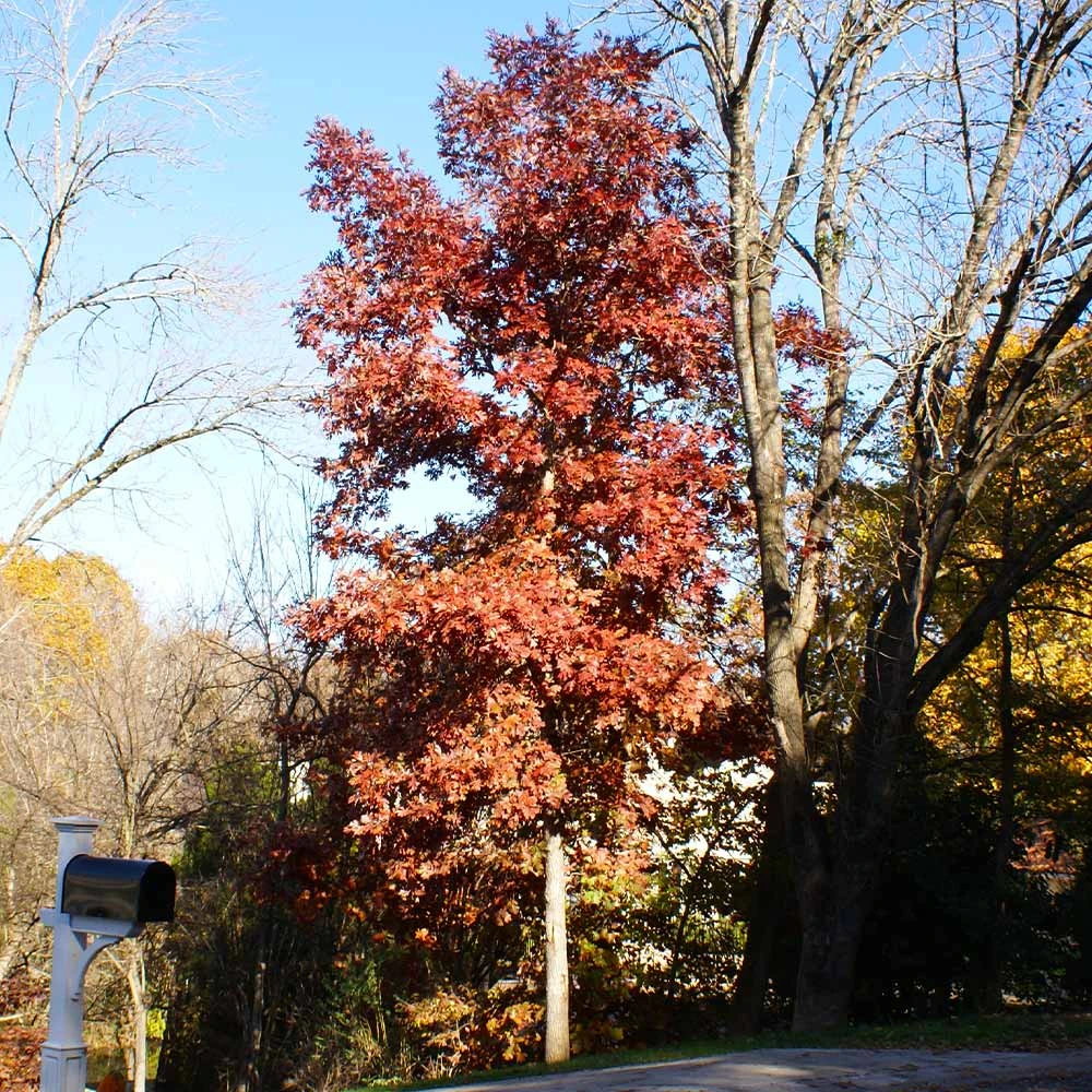 White Oak Tree - Image 5