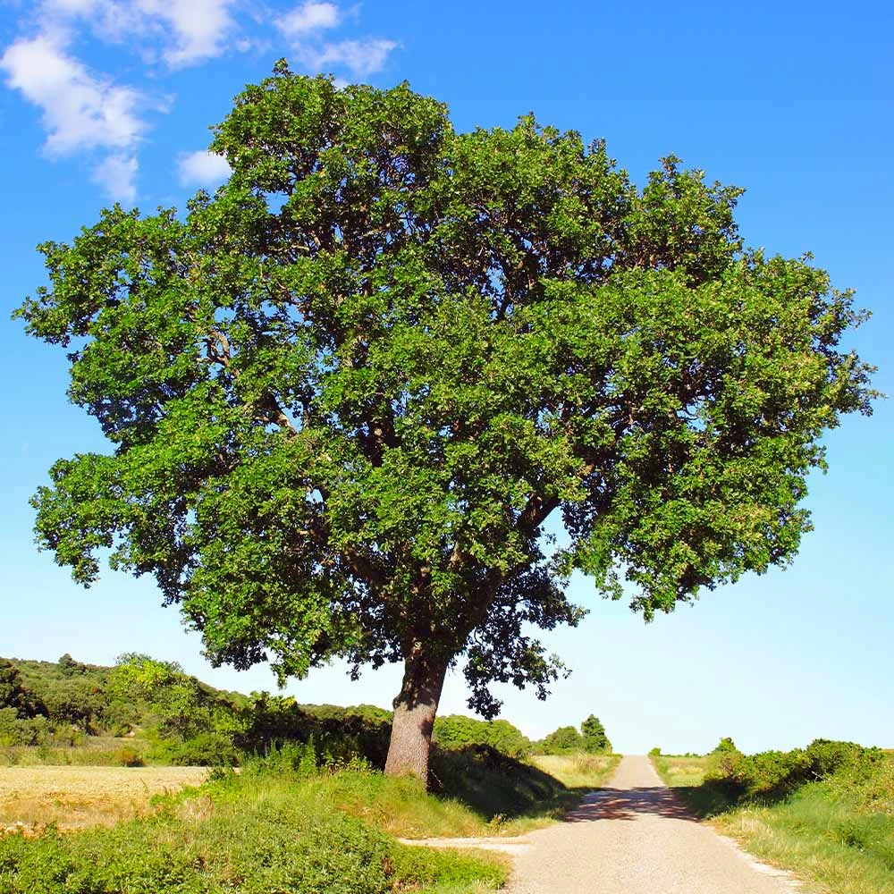 White Oak Tree - Image 3